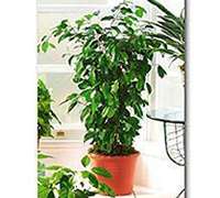 Envio y venta de flores ,rosas, plantas,arreglos florales ,regalos y desayunos a domicilio con delivery gratis en la Ciudad Autonoma de Buenos Aires y con costo de env�o en localidades del Gran Buenos Aires asi como delivery de flores y plantas a trav�s de florerias asociadas en todas las provincias de la Argentina, Buenos Aires, la Pampa, Tucuman, La Rioja, R�o Negro, Entre Rios, Corrientes, Misiones, Neuquen, Chubut, Tierra del Fuego, Santa Cruz, San Luis, Mendoza, Cordoba, Jujuy, Formosa, Santiago del Estero, Salta, Chaco, Catamarca ,San Juan, y ademas realizamos el delivery de flores ,coronas,palmas , plantas y regalos a todas las ciudades de Argentina, Mar del Plata, C�rdoba, Buenos Aires, con cargo en Santa Rosa, La Plata, Bella Vista, Neuquen, Pilar, Paran�, Posadas, Resistencia, Cipolleti y mas de 300 ciudades y localidades en todo el territorio de nuestro pa�s, asi como tambien tenemos la posibilidad de enviar flores a casi todo el mundo en cuestion de horas